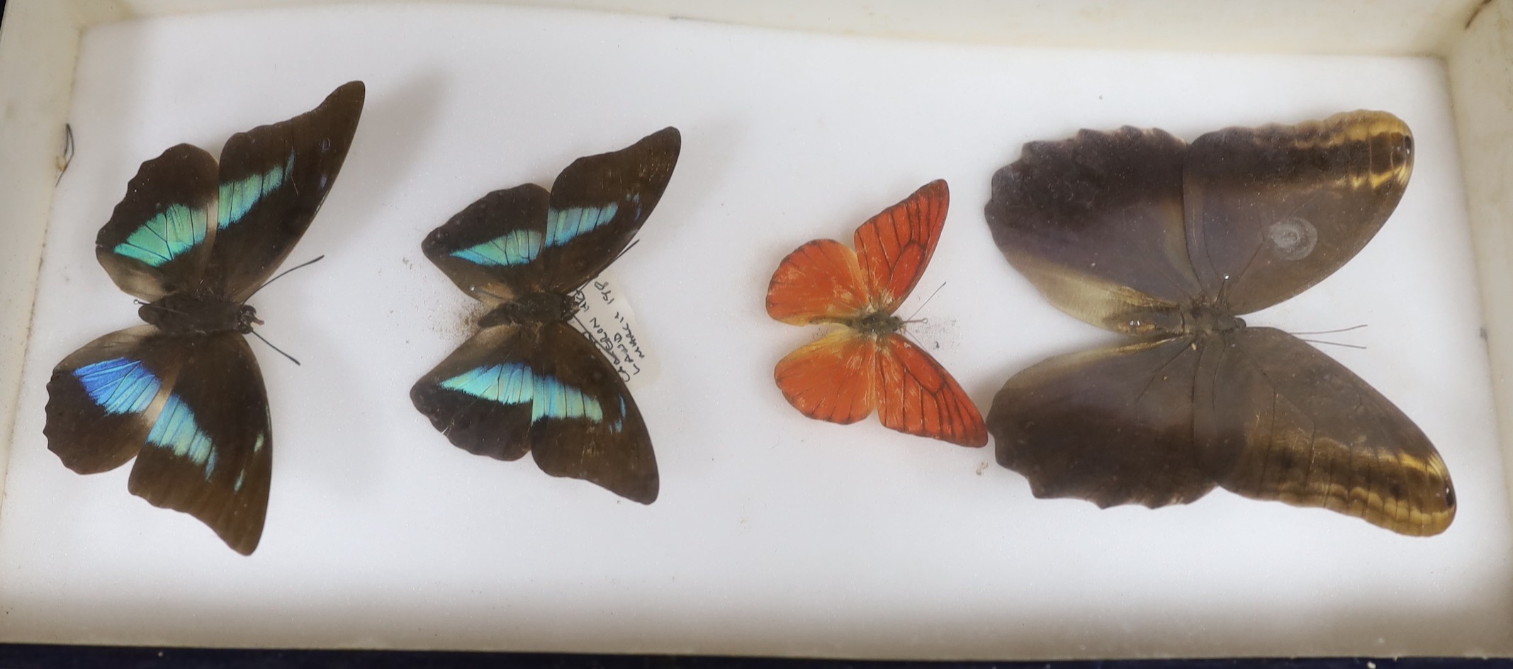 Entomology - Butterfly and moth specimens in 15 display boxes, largest box 37 cm wide